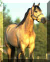 Horse1.jpg (43601 bytes)